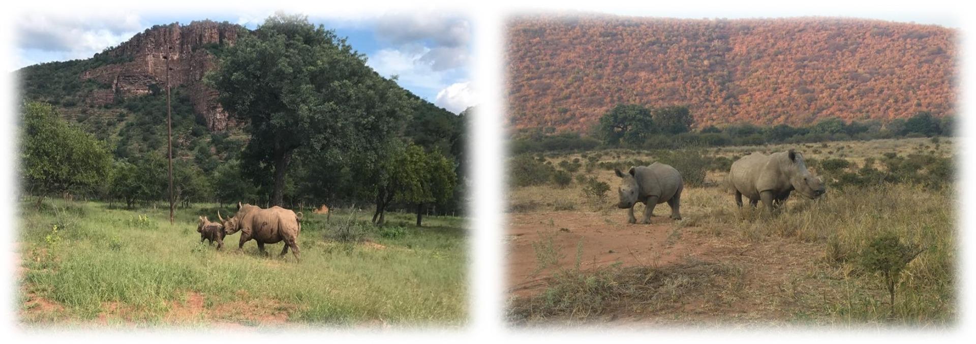 740197_714956_Rhinos.jpg