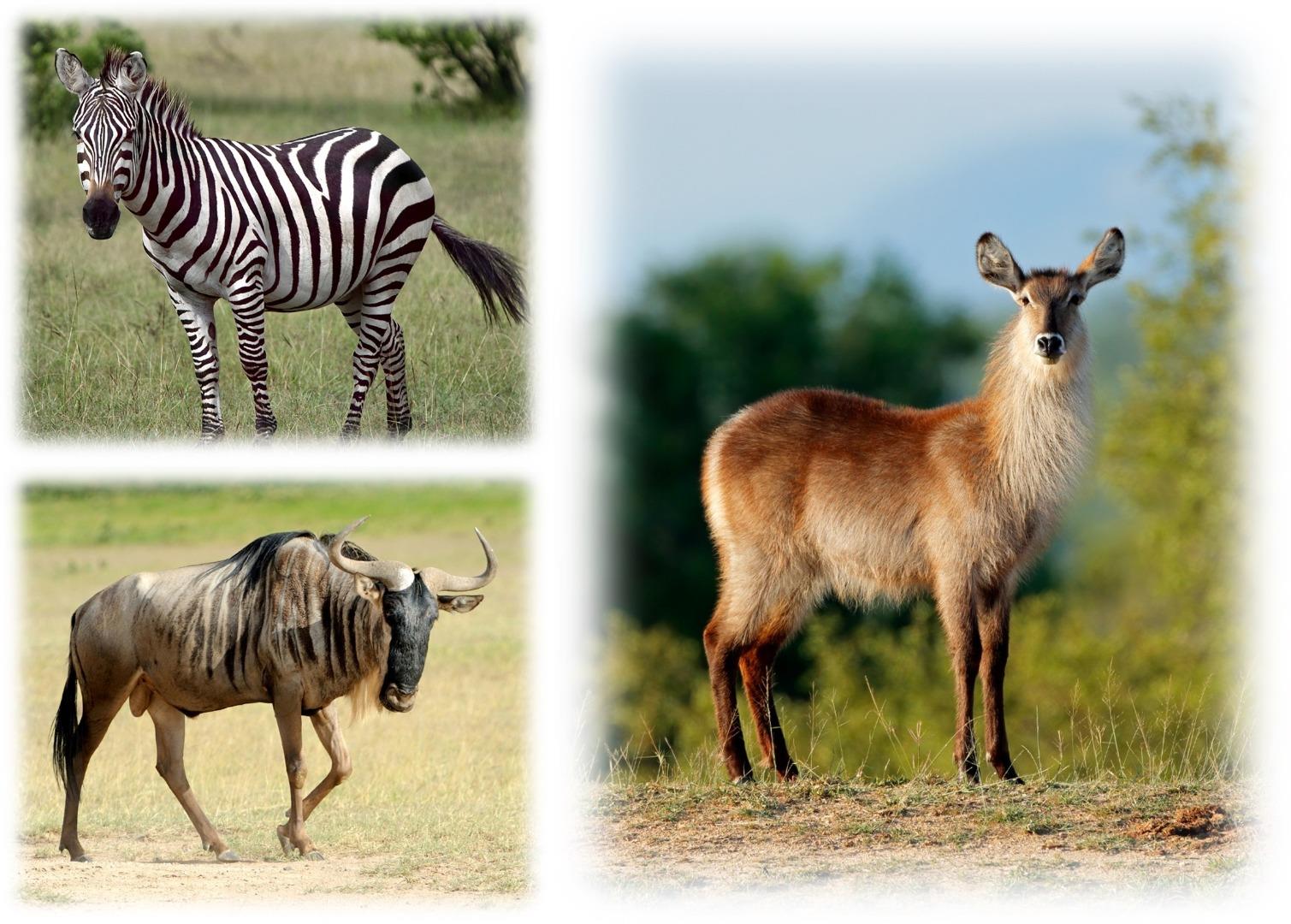 740197_Nungu_animals.jpg