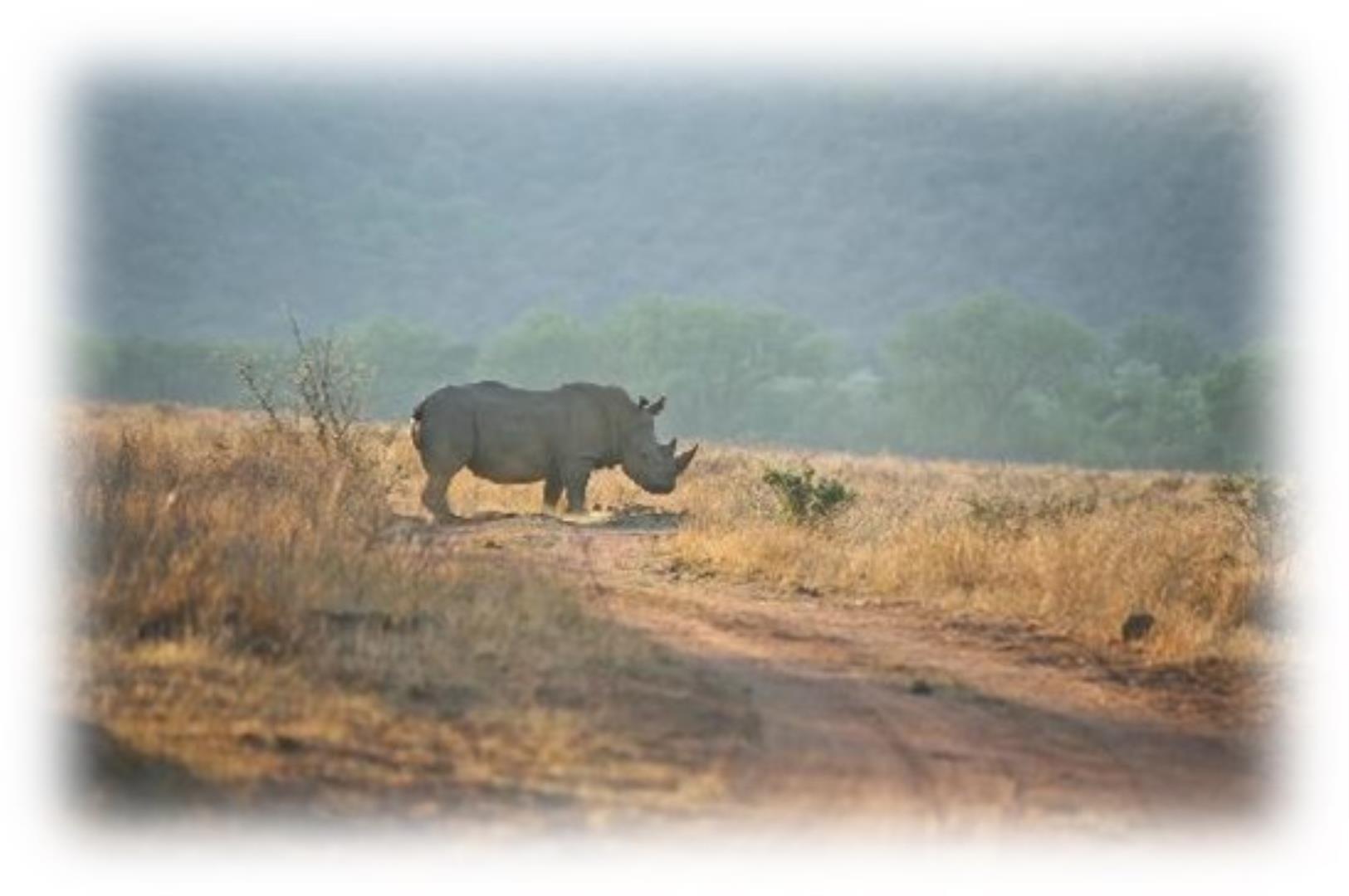 740197_nungu-rhino.jpg