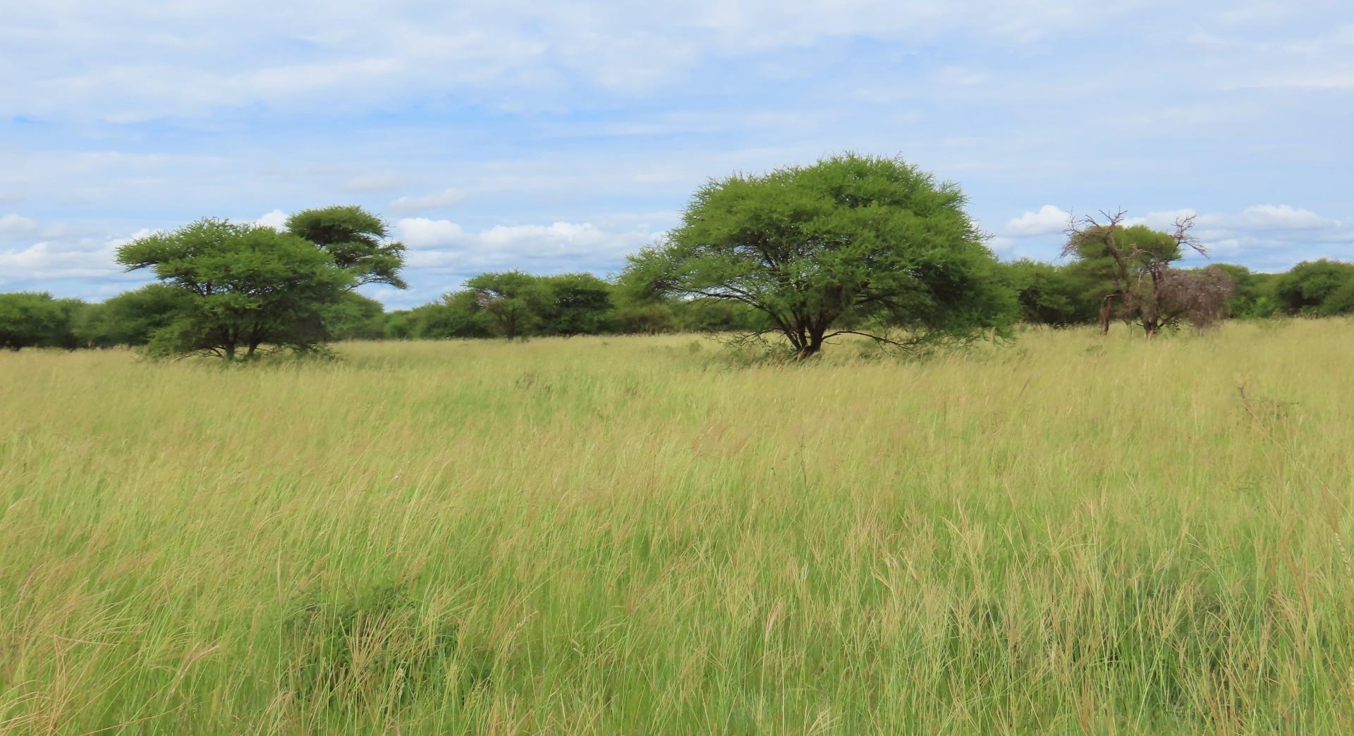 Farm for Sale - Limpopo
